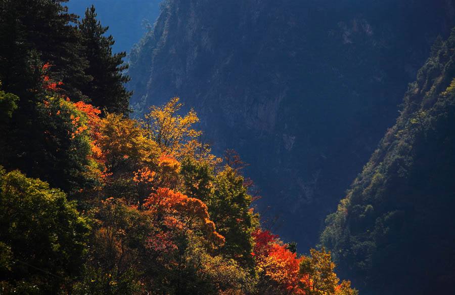 【川藏線旅行租車】最終的米亞羅，真實的彩林天堂